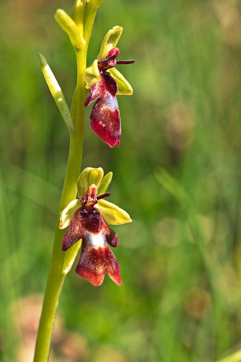 Las 3 orquídeas más raras del mundo 1